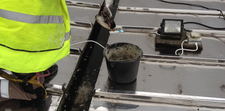 Pest Control service – Hampshire